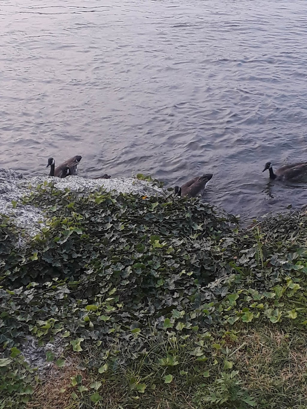 Cafe York | meal takeaway | 1384 York Ave, New York, NY 10021, USA | 2128799258 OR +1 212-879-9258