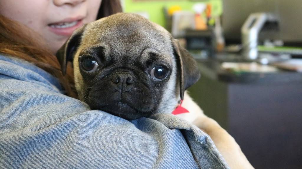 CaptainK9 | restaurant | 2115 Midland Ave Unit 9, Scarborough, ON M1P 3E4, Canada | 4162936686 OR +1 416-293-6686