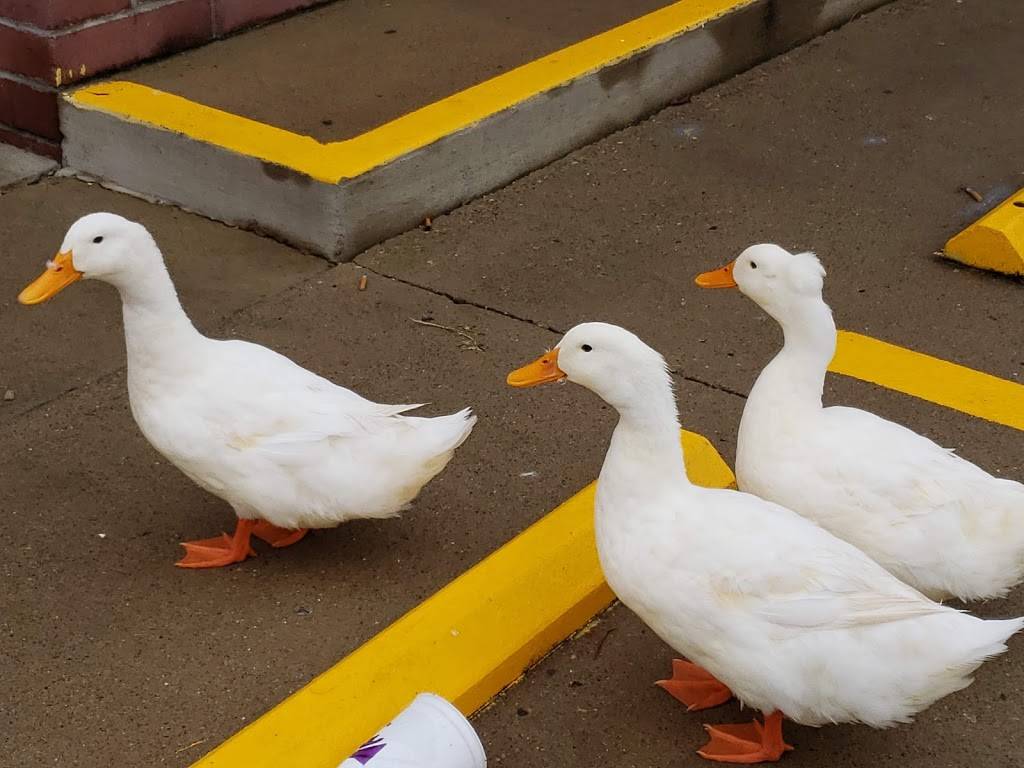 Waffle House | meal takeaway | 7810 S IN-13, Pendleton, IN 46064, USA | 3174854680 OR +1 317-485-4680