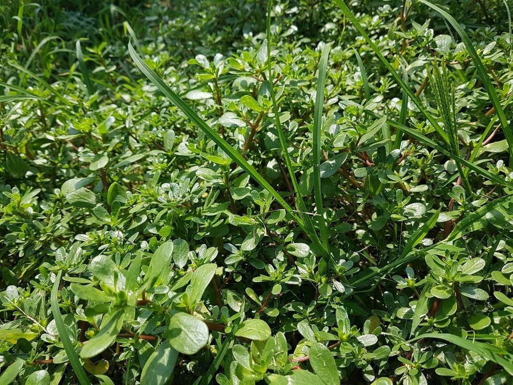 Mings Garden | restaurant | 4630 Victoria Ave, Vineland Station, ON L0R 2E0, Canada | 9055626888 OR +1 905-562-6888