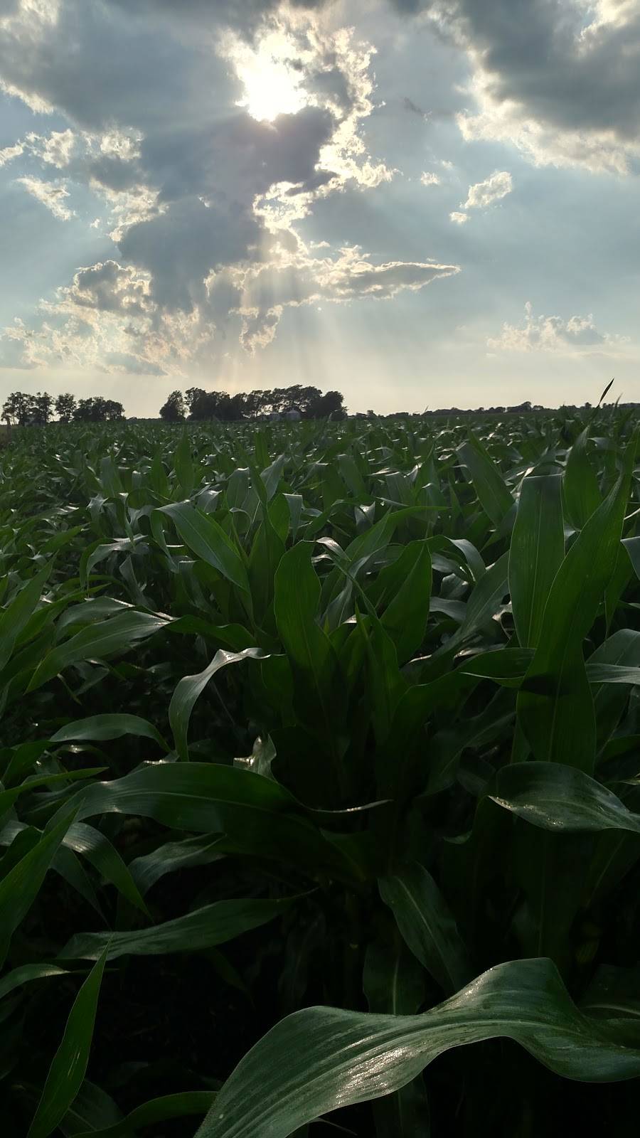 Riggs Beer Company | restaurant | 1901 S High Cross Rd, Urbana, IL 61802, USA | 2177185345 OR +1 217-718-5345