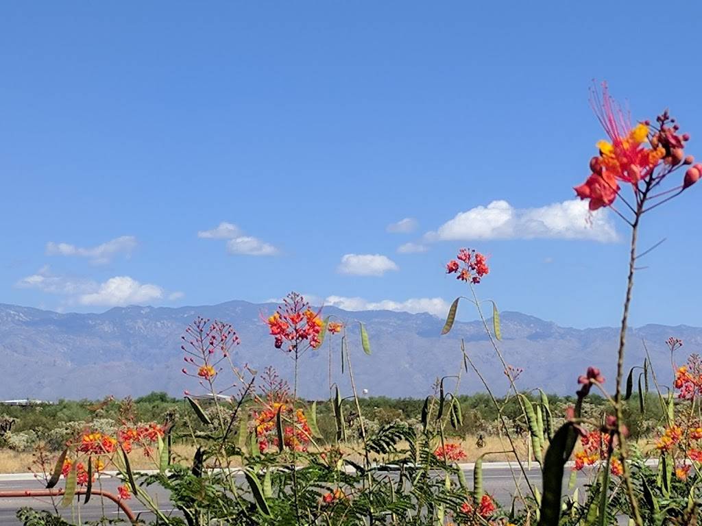 Jack in the Box | restaurant | 5000 E Valencia Rd, Tucson, AZ 85756, USA | 5206642246 OR +1 520-664-2246