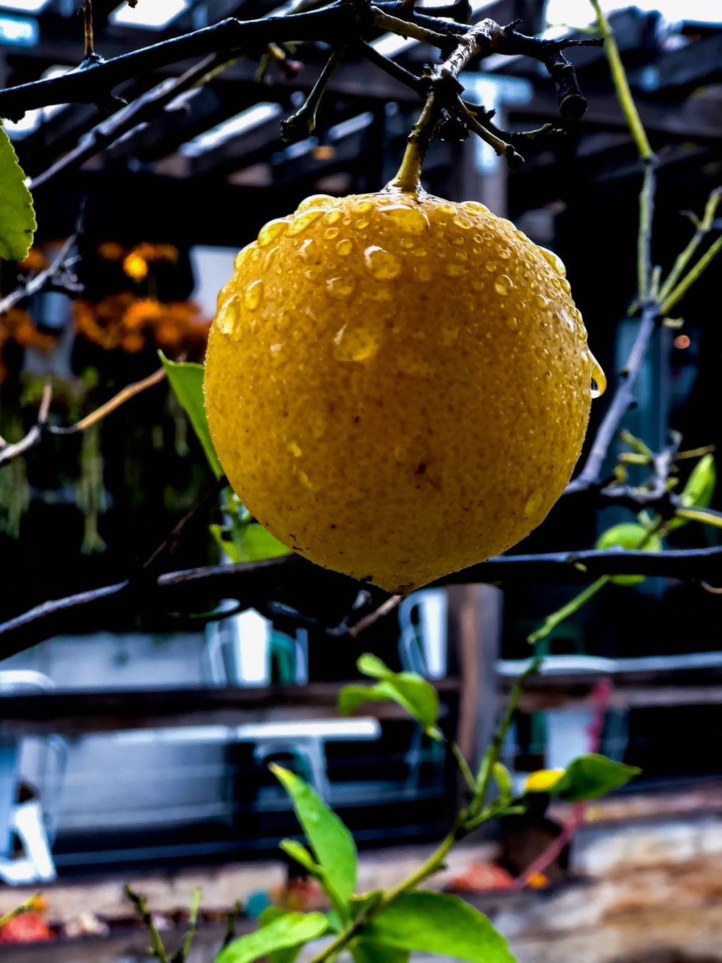 Greenleaf Gourmet Chopshop | restaurant | 3321 Hyland Ave, Costa Mesa, CA 92626, USA | 7148622480 OR +1 714-862-2480