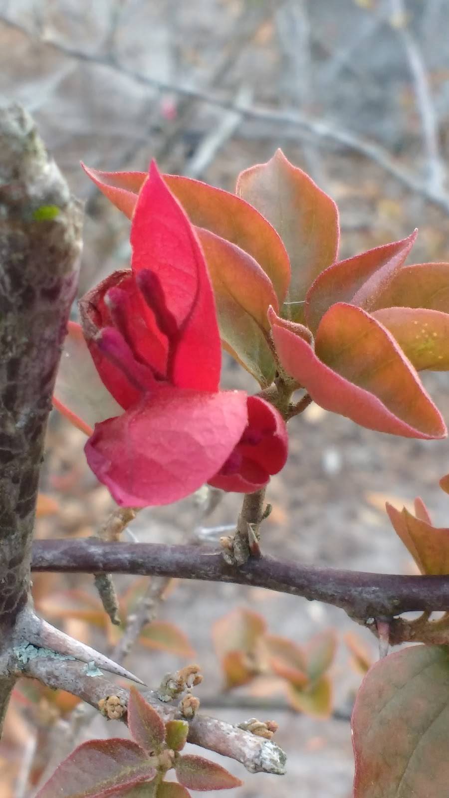 Pizza Hut | restaurant | 1727 W Fletcher Ave, Tampa, FL 33612, USA | 8132644100 OR +1 813-264-4100