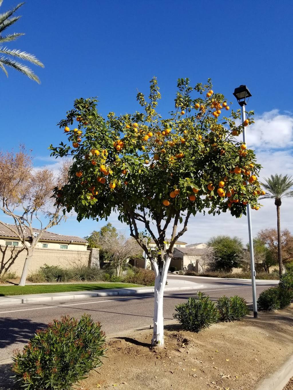 Roberts Resorts - El Mirage Golf and Bar & Grill | restaurant | 11201 N El Mirage Rd, El Mirage, AZ 85335, USA | 6235830425 OR +1 623-583-0425