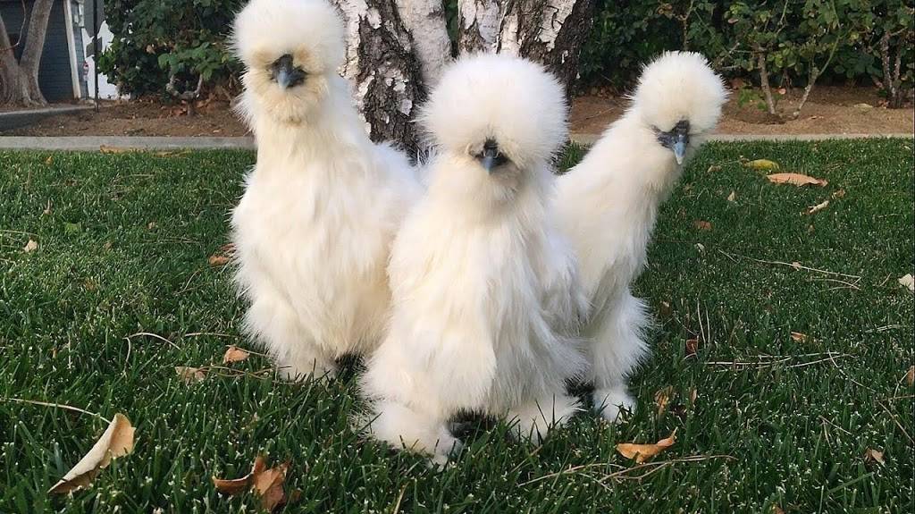 Mill Valley Chickens | restaurant | 106 Lomita Dr, Mill Valley, CA 94941, USA | 4153898216 OR +1 415-389-8216