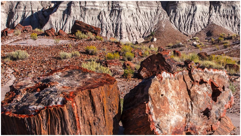 Petrified Forest Trading Company | restaurant | 1 Park Rd, Petrified Forest National Park, AZ 86028, USA | 9285243756 OR +1 928-524-3756