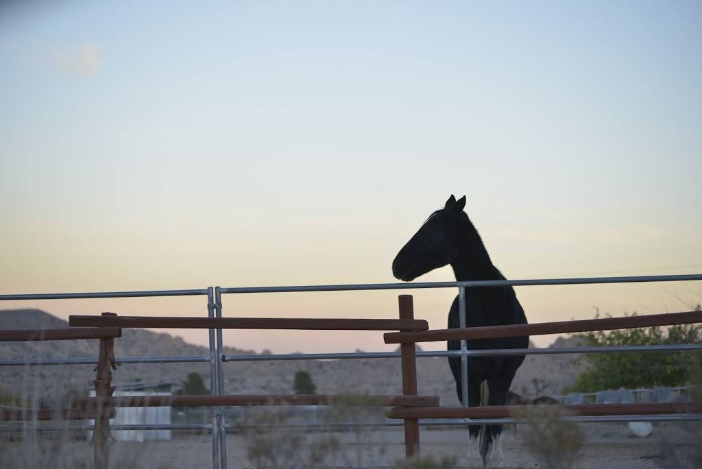 Willie Boys Saloon | restaurant | 50048 Twentynine Palms Highway, Morongo Valley, CA 92256, USA | 7603639988 OR +1 760-363-9988