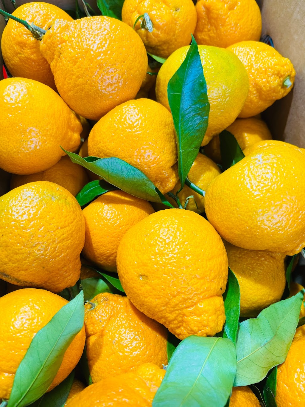 PALLI SUPERMARKET INC | restaurant | 1870 Bailey Ave, Buffalo, NY 14211, USA | 7162409008 OR +1 716-240-9008