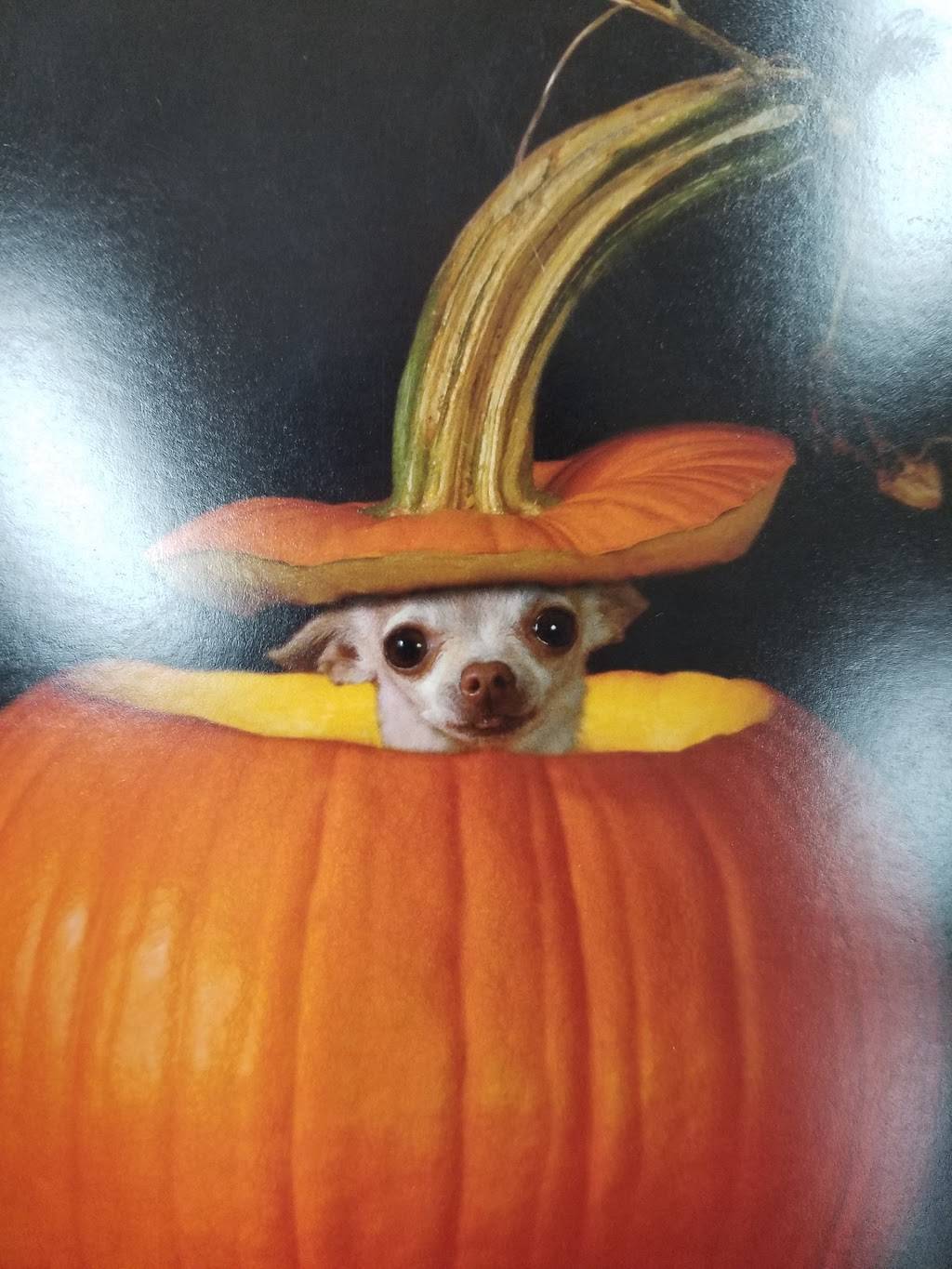 Wendys | restaurant | 1051 Airway Blvd, Livermore, CA 94551, USA | 9254435665 OR +1 925-443-5665