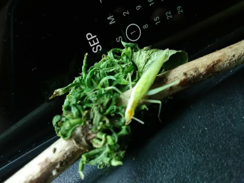 Tim Hortons | restaurant | 908 Fairport Rd, East Rochester, NY 14445, USA | 5855868350 OR +1 585-586-8350