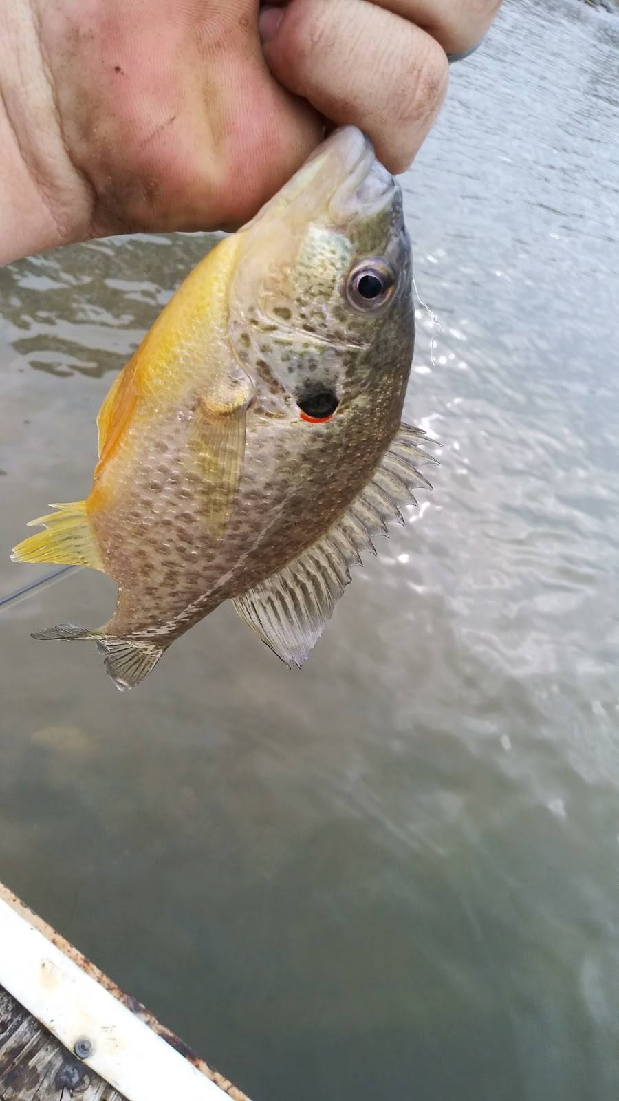 Cottonport Marina Restaurant | restaurant | Decatur, TN 37322, USA | 4234544110 OR +1 423-454-4110