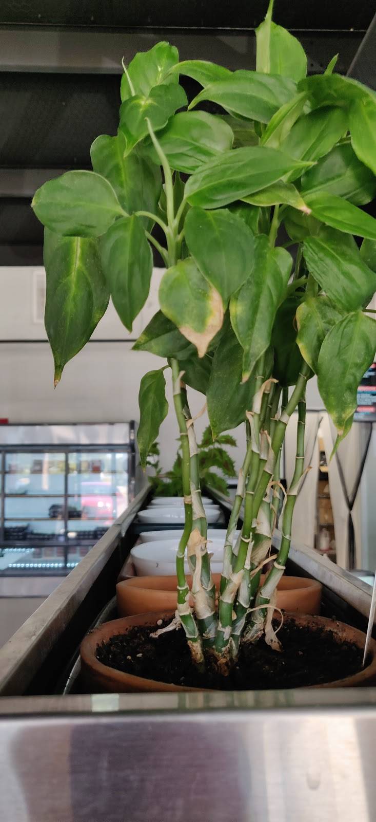 Ankapur Chicken (VEG & NON-VEG) Indian DINE-IN and TO-GO Restaur | restaurant | 928 S Belt Line Rd, Coppell, TX 75019, USA | 4694968144 OR +1 469-496-8144