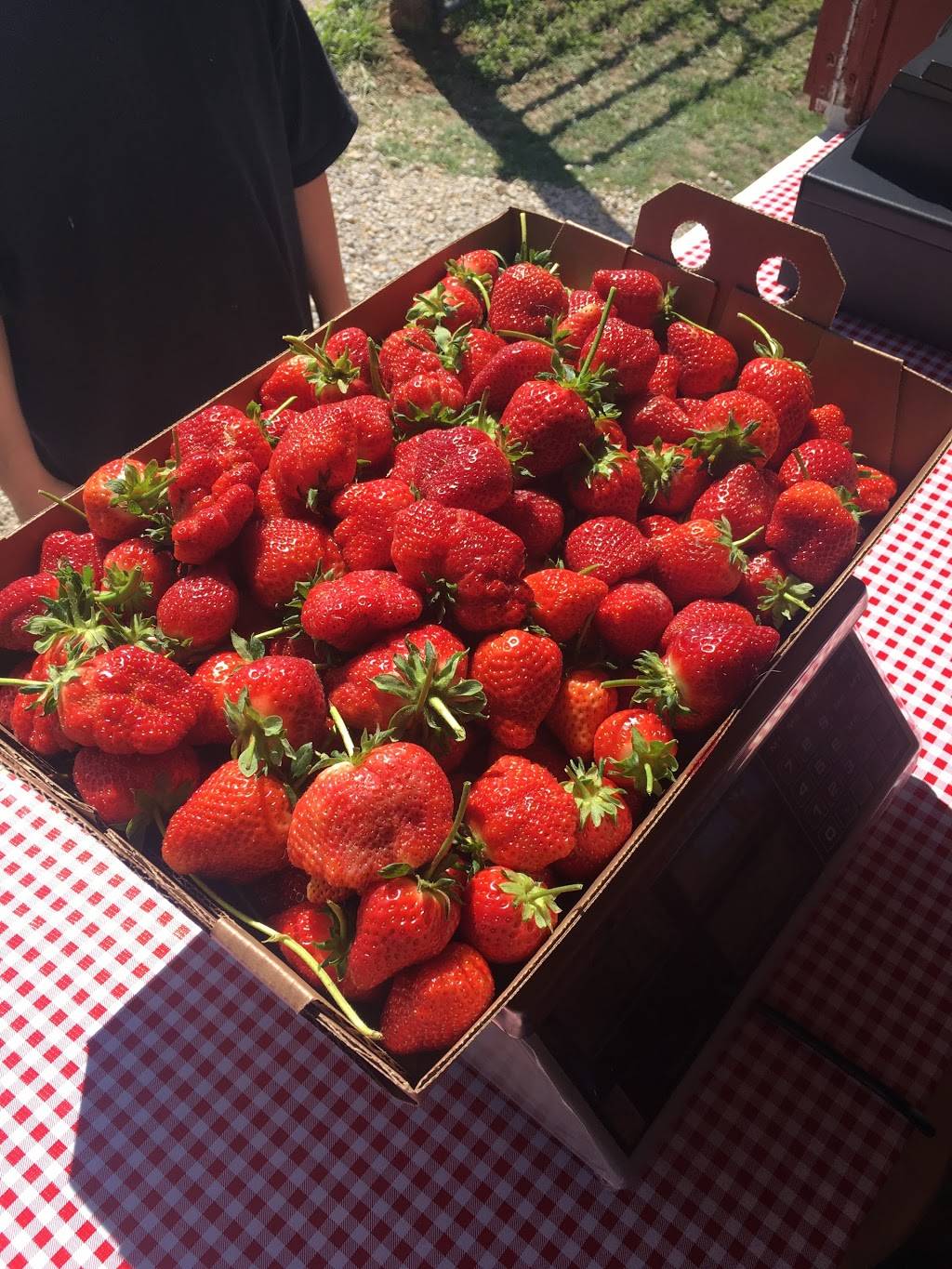 Bennys Berries | restaurant | 2136 N 100 Rd, Wellsville, KS 66092, USA | 9133136273 OR +1 913-313-6273