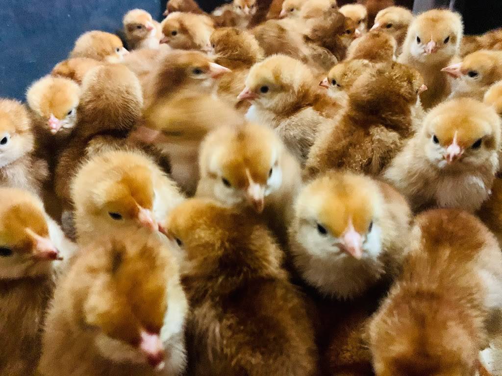 Island Farms | restaurant | 32537 Forest Dr, DeLand, FL 32720, USA | 3867534322 OR +1 386-753-4322