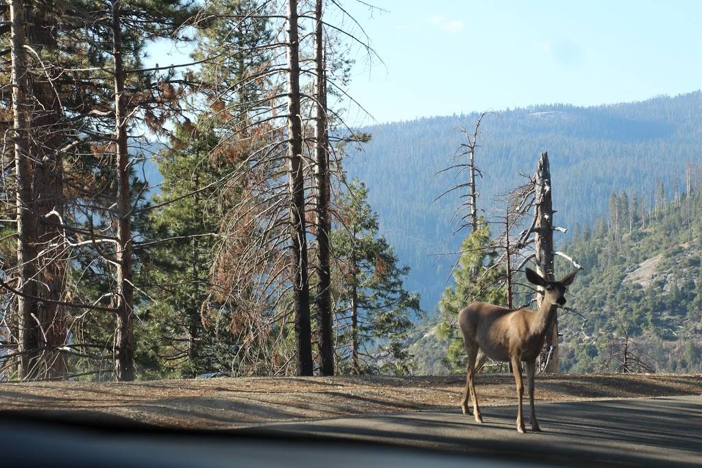 Glacier Point Gift Shop & Snack Stand | meal takeaway | Yosemite National Park, Glacier Point Rd, California 95389, USA | 2093721354 OR +1 209-372-1354