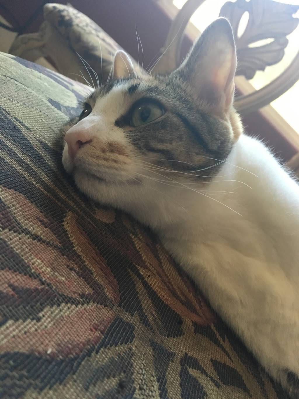 Panda Express | restaurant | 9423 N Fort Washington Rd, Fresno, CA 93720, USA | 5594343949 OR +1 559-434-3949