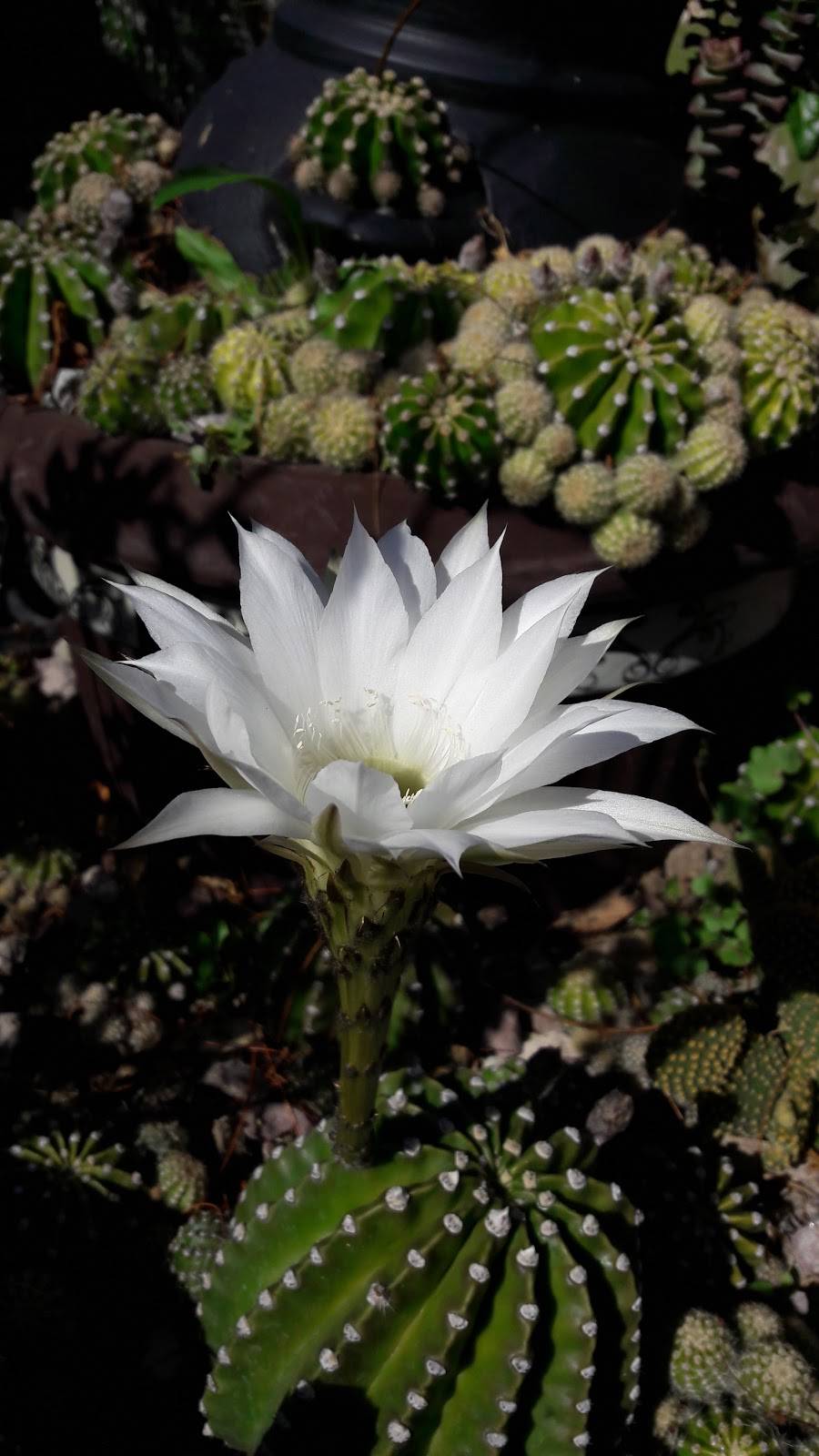 La Cabañita Las Gonzalez | restaurant | San Angel, 22524 Tijuana, B.C., Mexico | 016645253440 OR +52 664 525 3440