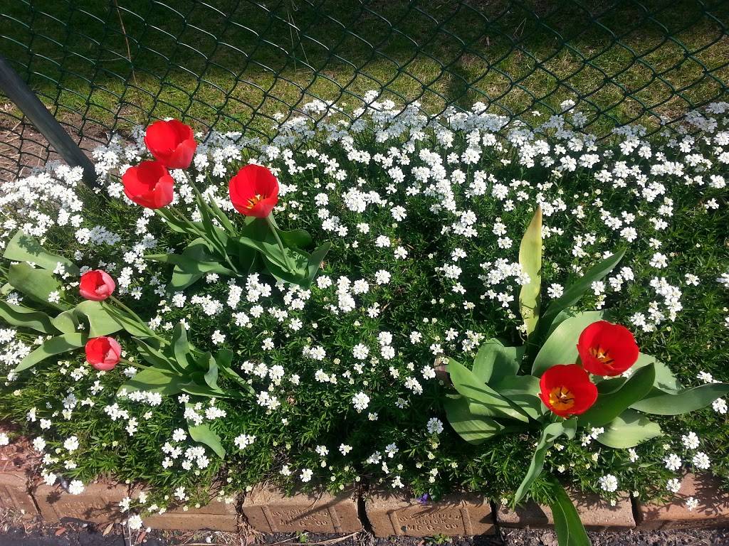 Cermele Cafe | cafe | 1025 Westchester Ave W, West Harrison, NY 10604, USA | 9142510302 OR +1 914-251-0302