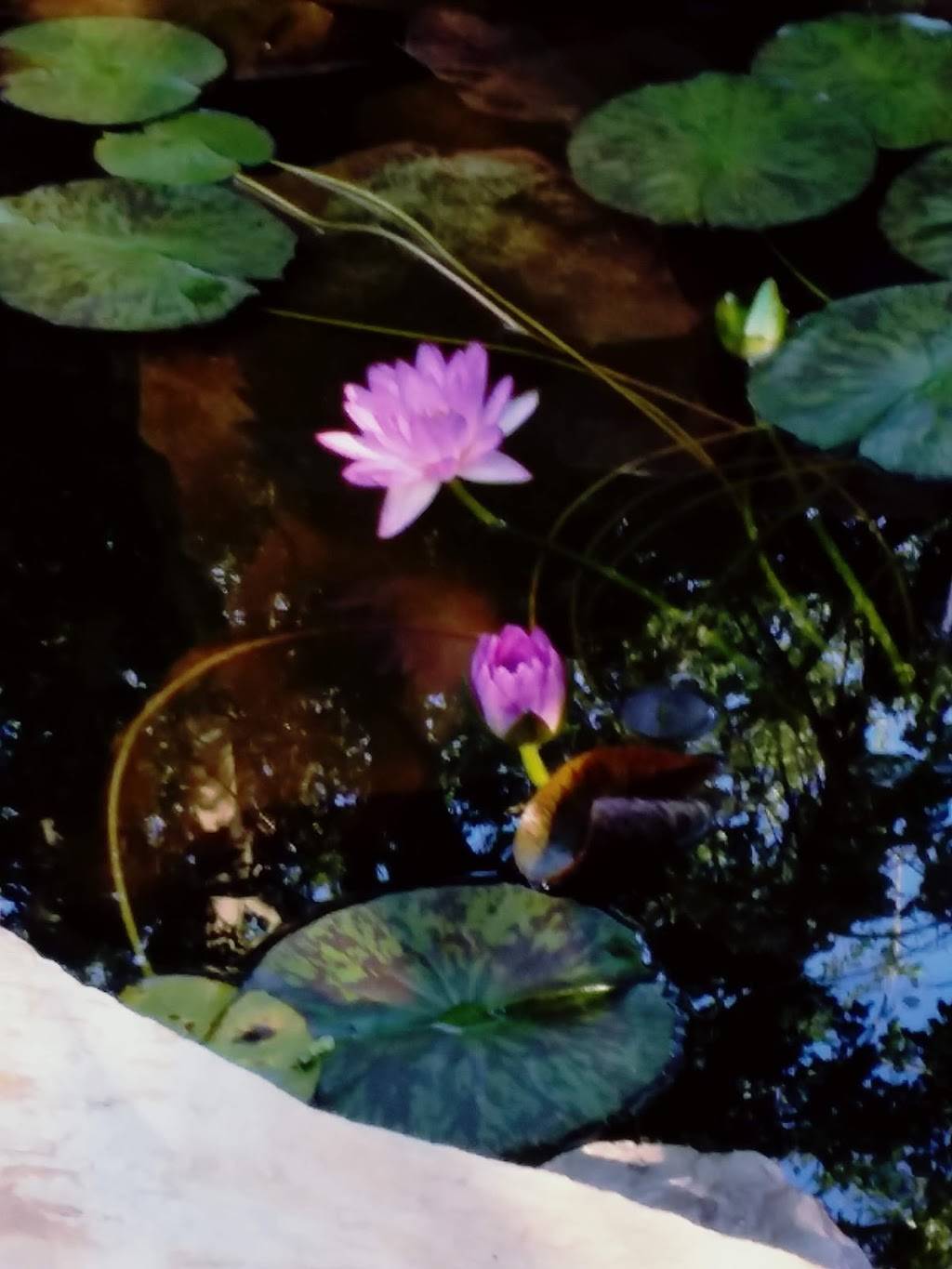 Tryyaki | meal delivery | 701 W 23rd St, Lawrence, KS 66046, USA | 7858426688 OR +1 785-842-6688