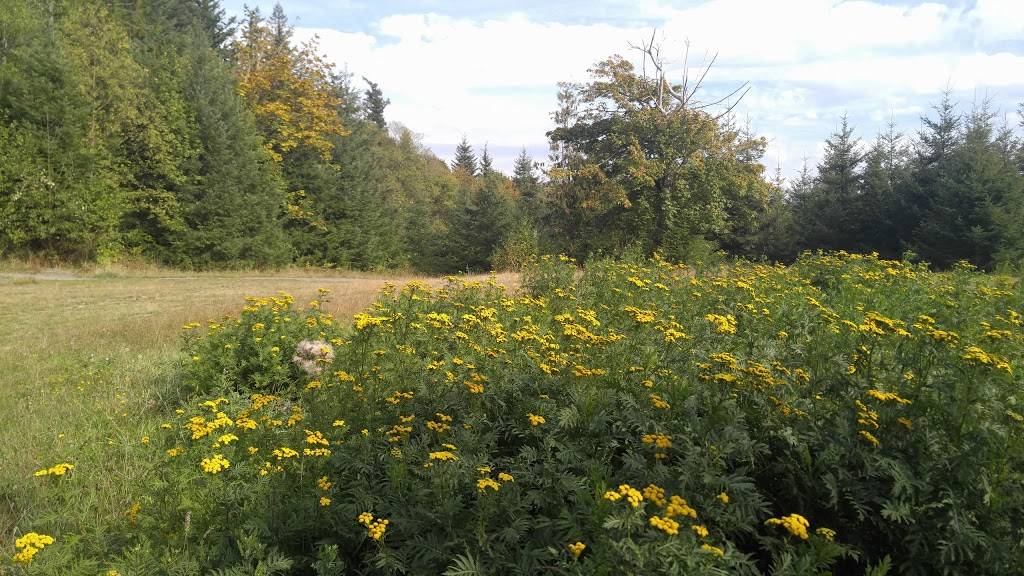 Avalanche Delite | restaurant | 1404 1st St, Enumclaw, WA 98022, USA | 3608252900 OR +1 360-825-2900