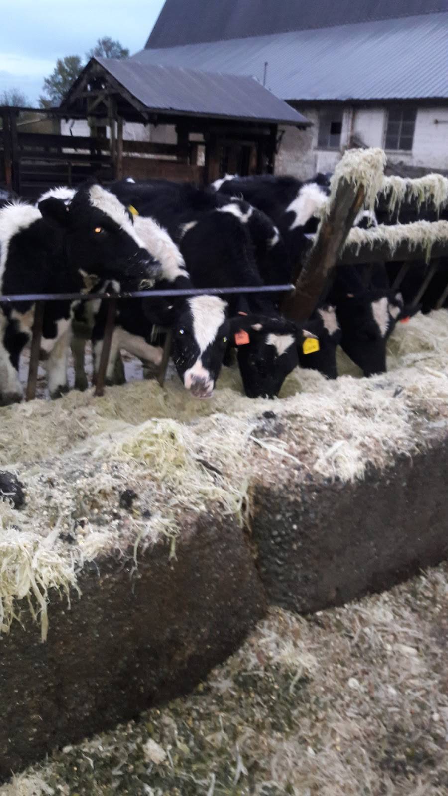 Osborn Dairy | restaurant | 1021 WA-6, Chehalis, WA 98532, USA | 3607487000 OR +1 360-748-7000