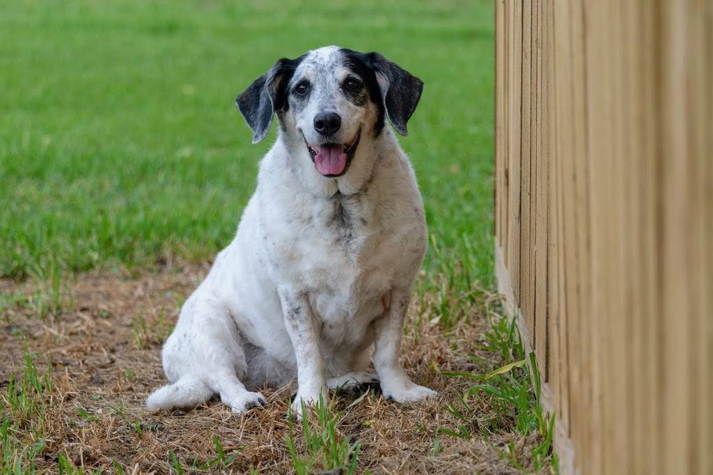 Pennys Beer Garden | restaurant | 1001 Farm to Market 646 Rd N, Dickinson, TX 77539, USA | 8323156263 OR +1 832-315-6263