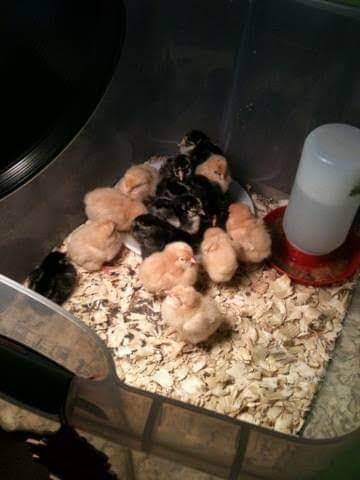 Montgomerys | restaurant | 149 W Oxford St, Pontotoc, MS 38863, USA | 6624893663 OR +1 662-489-3663