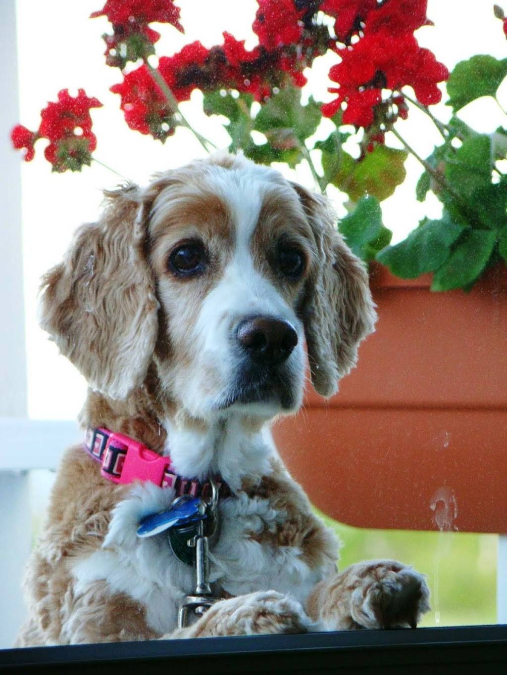 Bay Leaf Cottages & Bistro | restaurant | 2372 Atlantic Hwy, Lincolnville, ME 04849, USA | 2075050458 OR +1 207-505-0458