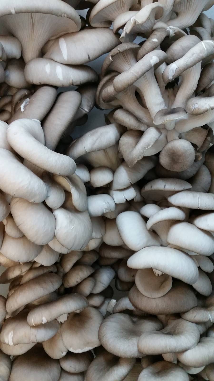 Wholesome Harvest Coop (food store) | restaurant | 30 W Main St, Frostburg, MD 21532, USA | 3016893120 OR +1 301-689-3120