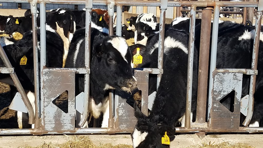 Redhead Creamery | restaurant | 31535 463rd Ave, Brooten, MN 56316, USA | 3203462246 OR +1 320-346-2246