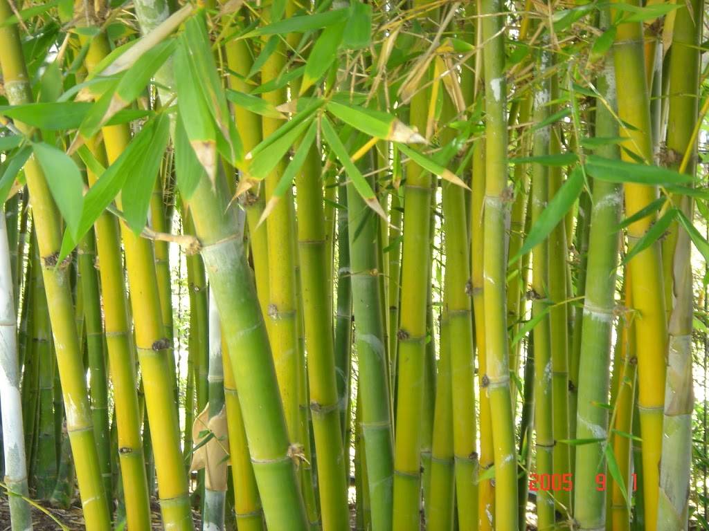 Tea Pavilion | cafe | 2215 Pan American Way, San Diego, CA 92101, USA | 6192310048 OR +1 619-231-0048