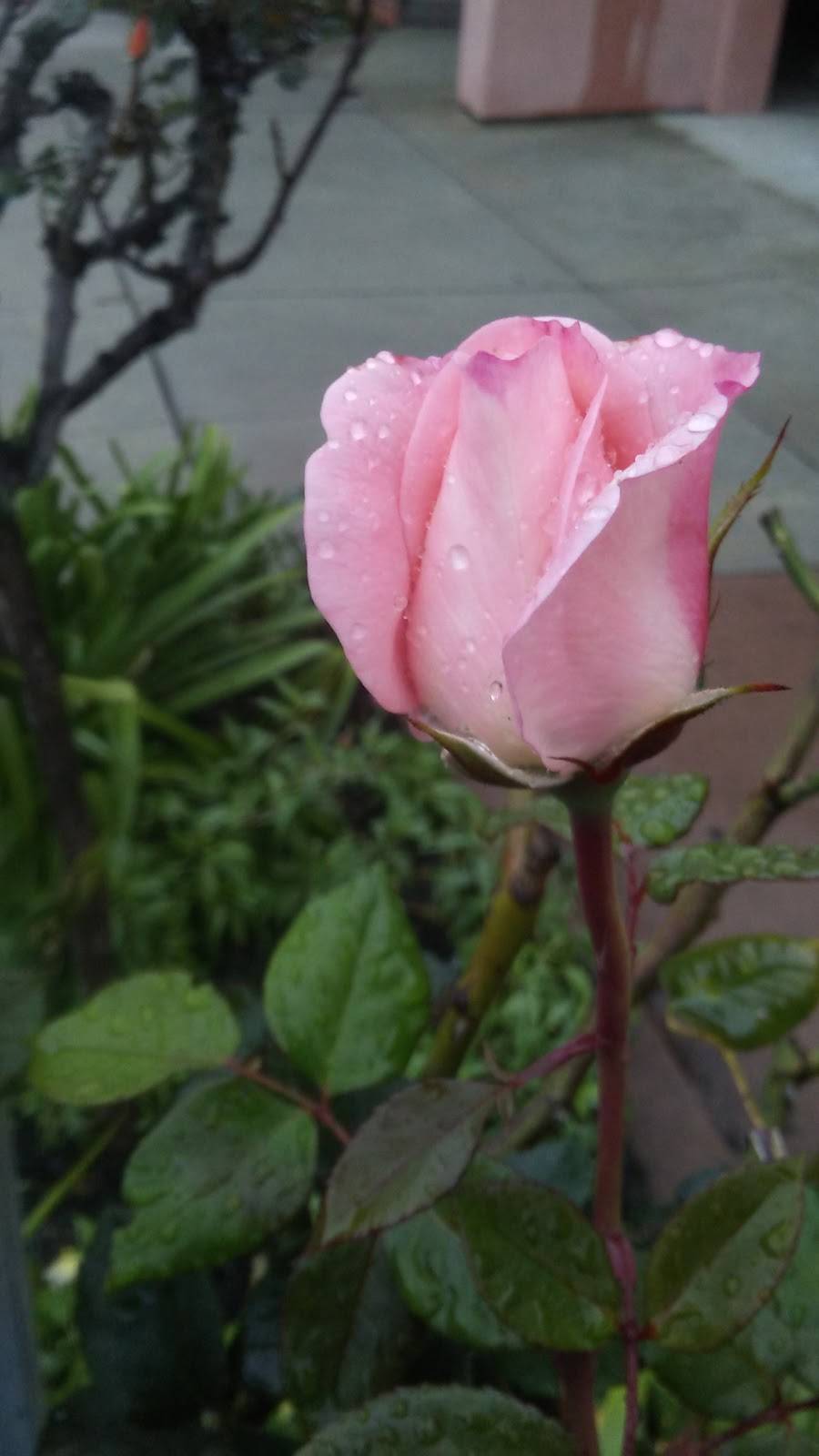 Bella Roma | restaurant | 316 Capitola Ave, Capitola, CA 95010, USA | 8314642608 OR +1 831-464-2608