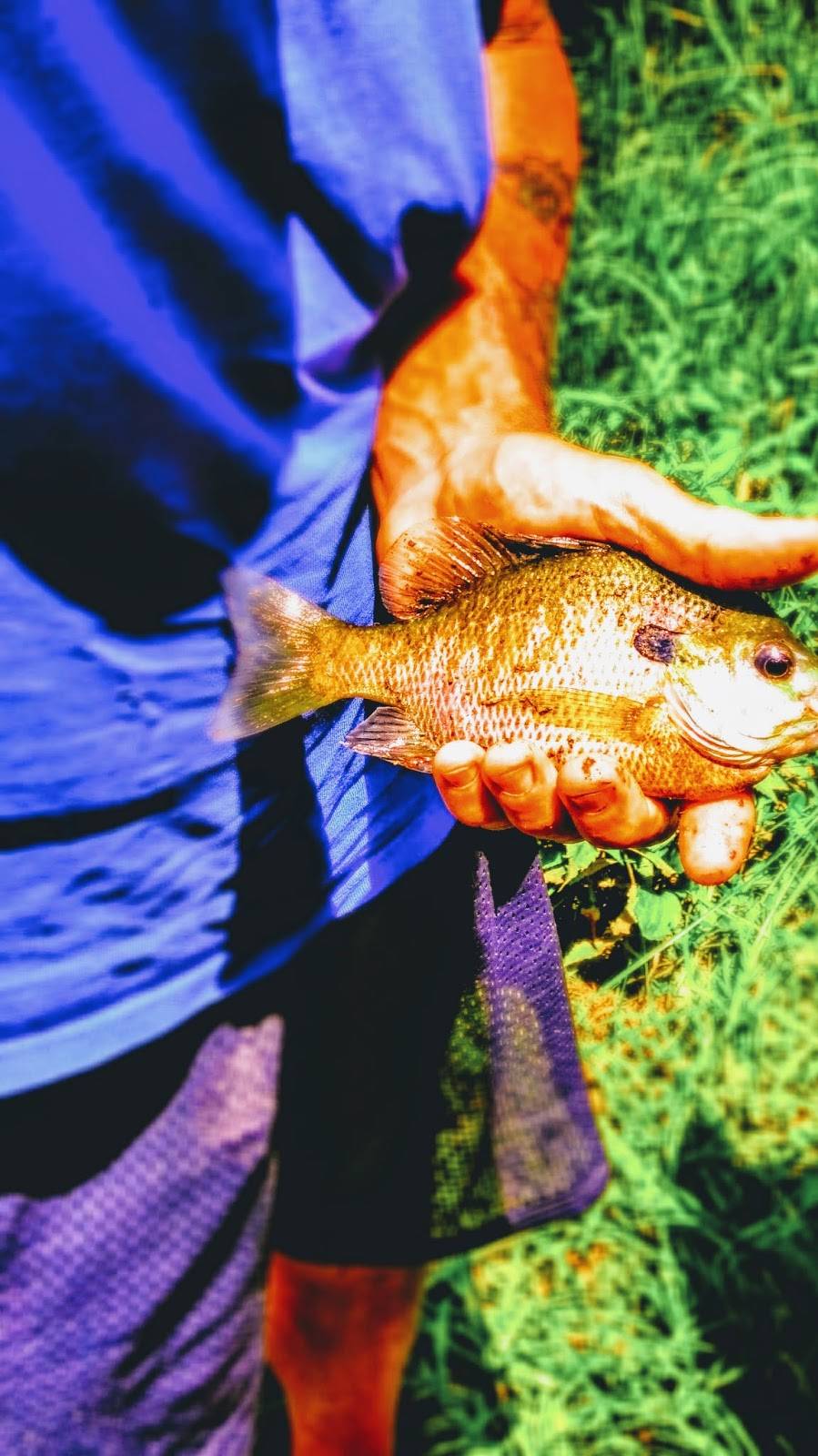 Countryside | restaurant | 2021 US-411, Vonore, TN 37885, USA | 4238846673 OR +1 423-884-6673