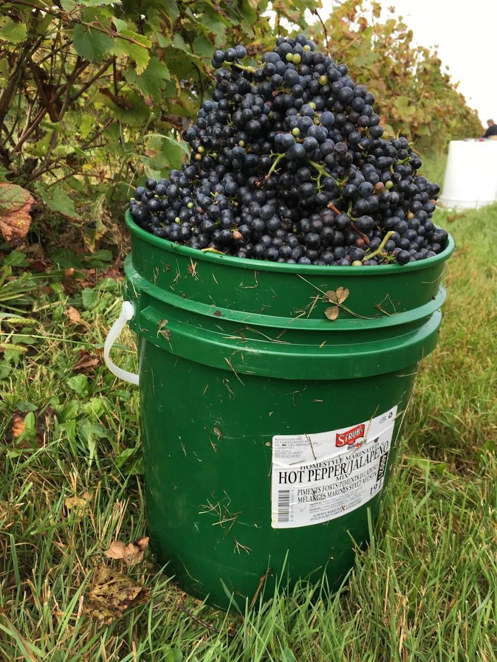 Vignoble Kobloth | restaurant | 905 Grand Boulevard O, Saint-Bruno-de-Montarville, QC J3V 4P6, Canada | 4504411020 OR +1 450-441-1020