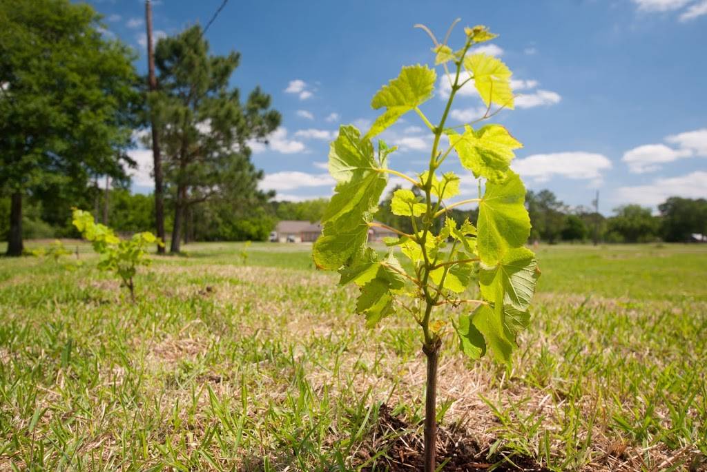 Pennys Beer Garden | restaurant | 1001 Farm to Market 646 Rd N, Dickinson, TX 77539, USA | 8323156263 OR +1 832-315-6263