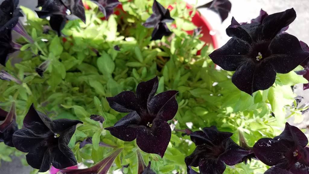 Fatz Southern Kitchen | restaurant | 5590 Forest Dr, Columbia, SC 29206, USA | 8037821183 OR +1 803-782-1183