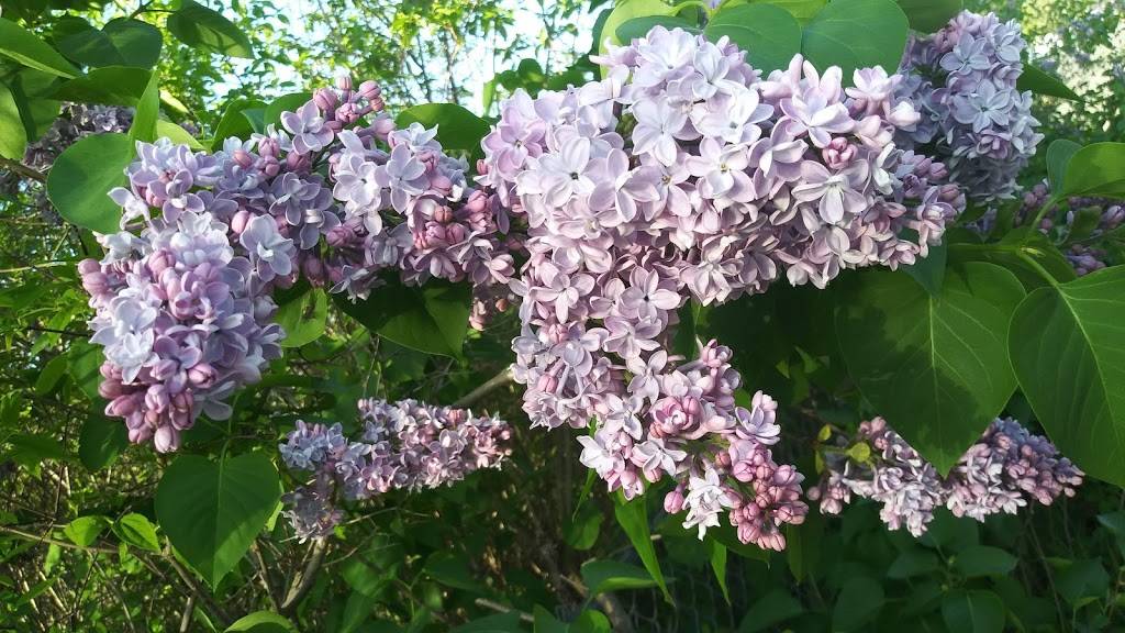 Shenanigans Pub | meal takeaway | 6263 W Houghton Lake Dr, Houghton Lake, MI 48629, USA | 9894223257 OR +1 989-422-3257