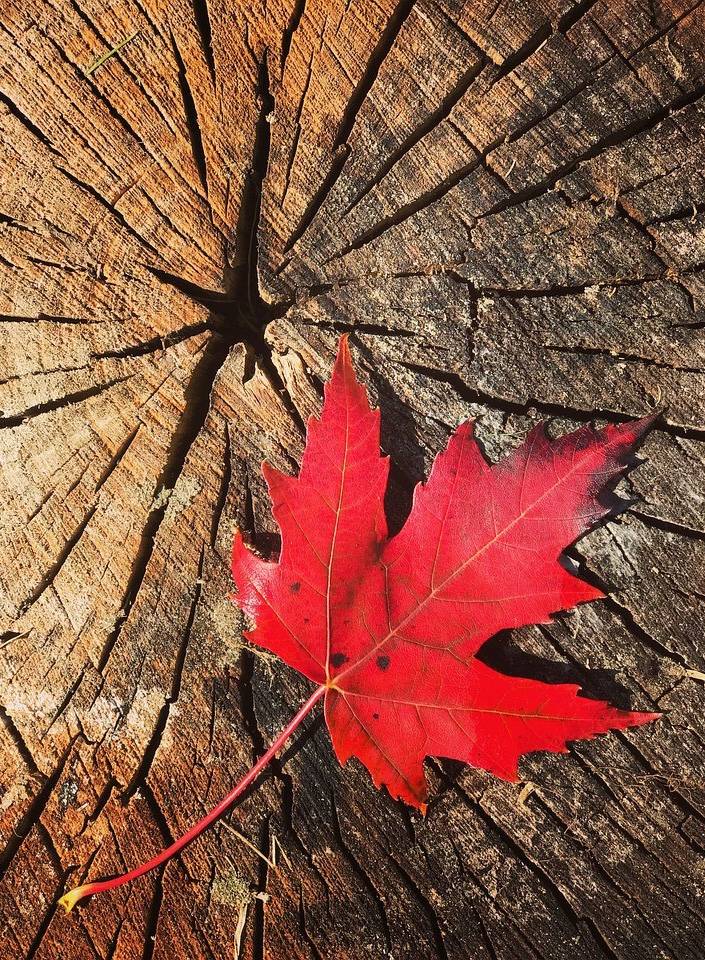 Wildwood Grill | restaurant | 3335 Banwell Rd, Windsor, ON N8N 0B4, Canada | 5199797967 OR +1 519-979-7967