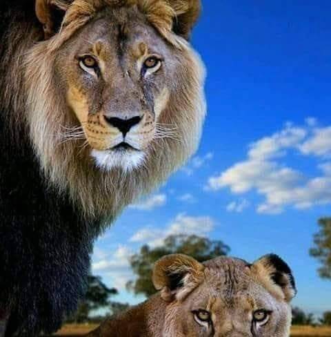 Taqueria El Brasero | restaurant | 944 N Farnsworth Ave, Aurora, IL 60505, USA | 6308987310 OR +1 630-898-7310