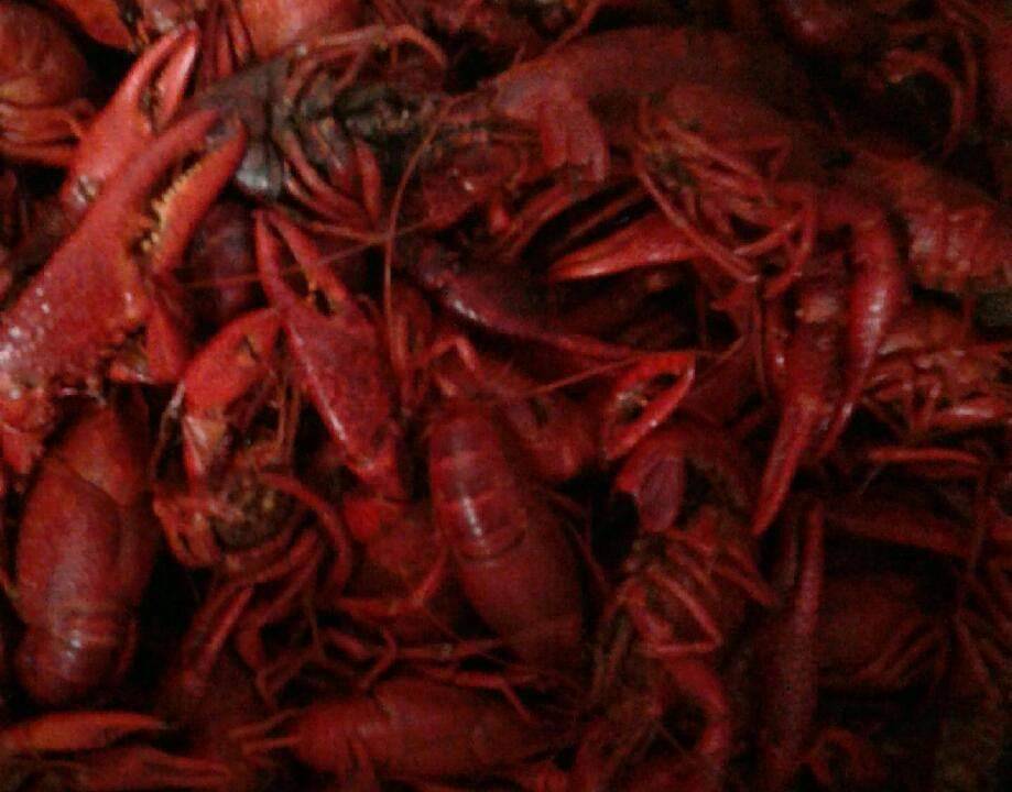 NOLA Seafood Shack (Authentic Cajun Cuisine) | restaurant | 2844-B Fry Rd, Katy, TX 77450, USA | 2813981685 OR +1 281-398-1685
