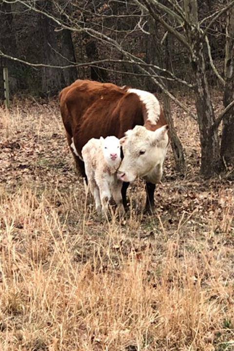 Tennessee Grass Fed Farm | restaurant | 335 Williams Rd, Clarksville, TN 37043, USA | 6153475454 OR +1 615-347-5454