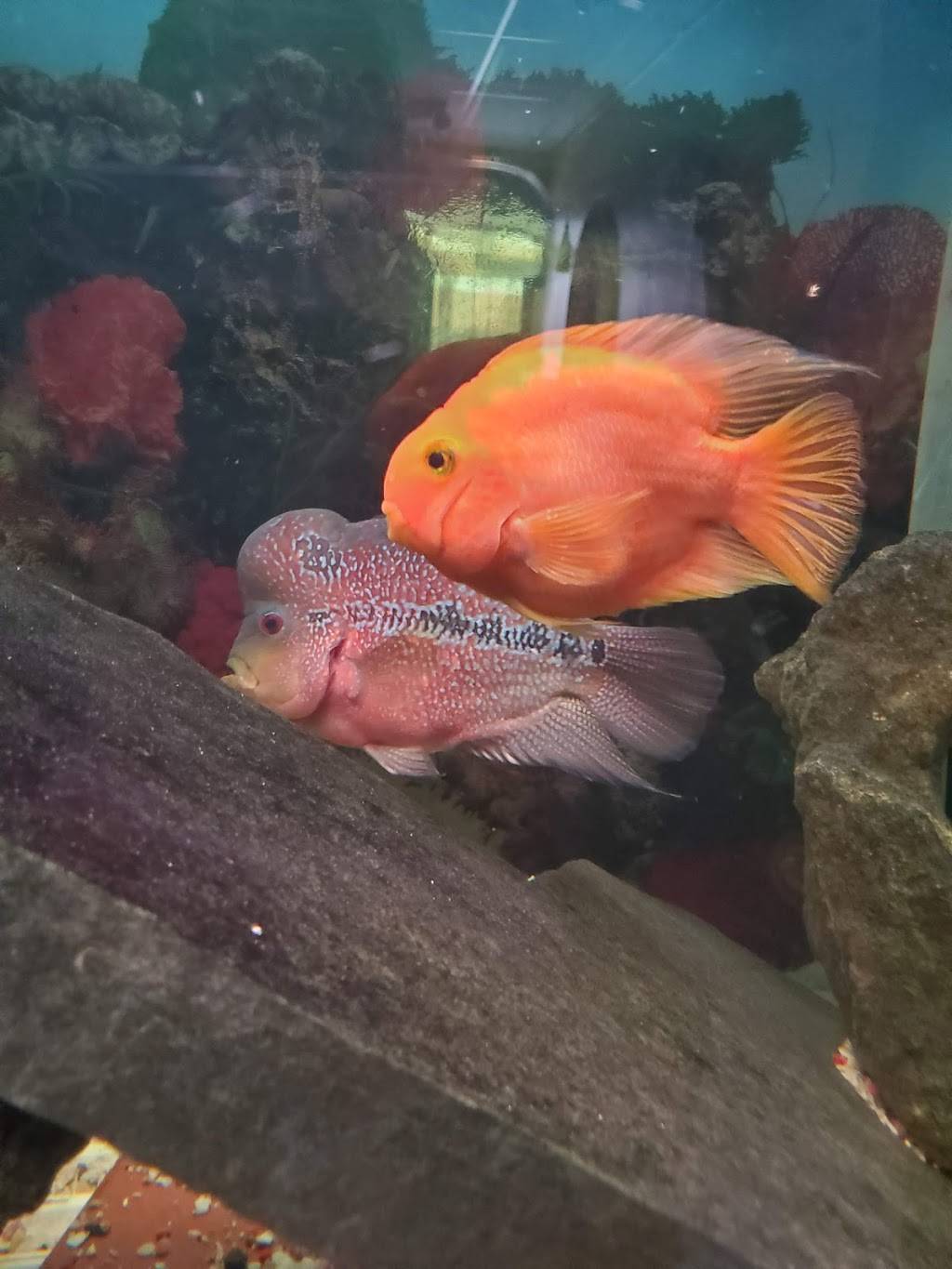 Coal Mine Dragon Chinese | restaurant | 6320 US-85, Fountain, CO 80817, USA | 7193904445 OR +1 719-390-4445