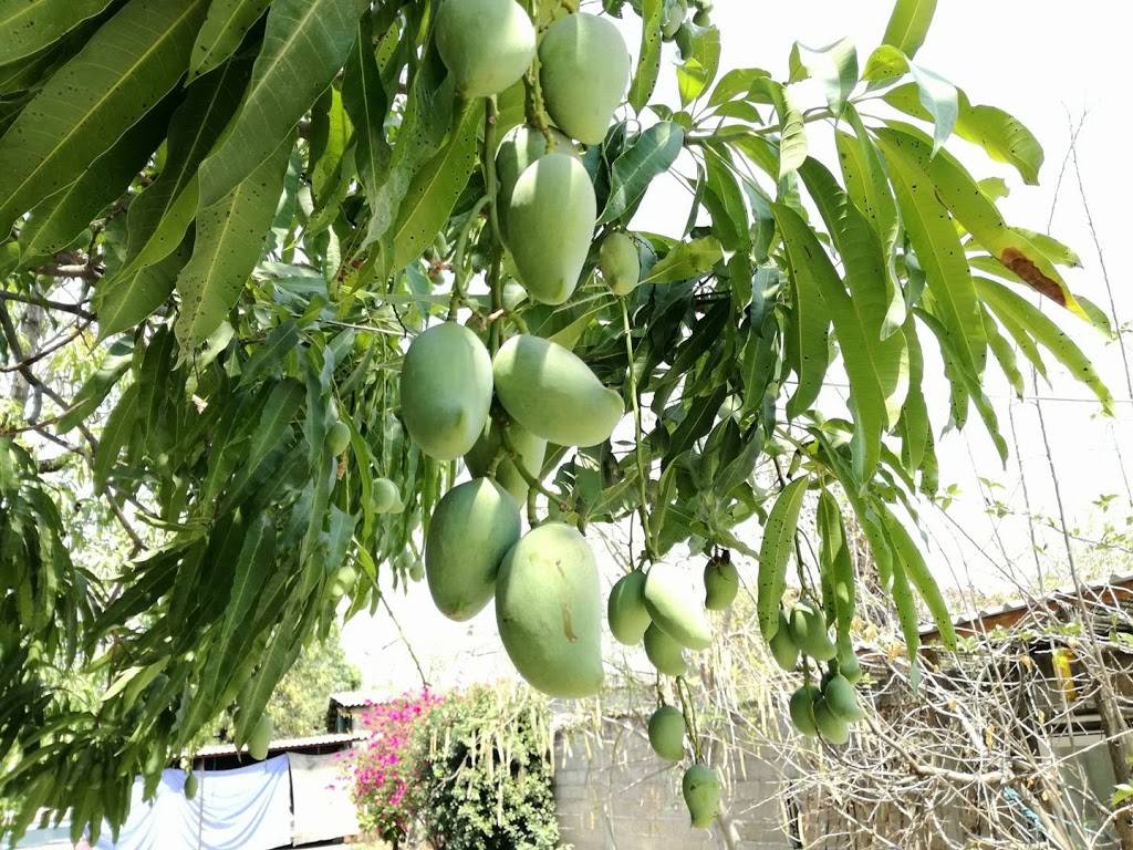 Mariscos El Chaparrito inc | restaurant | 15740 Avenue 296, Visalia, CA 93292, USA | 5597312471 OR +1 559-731-2471