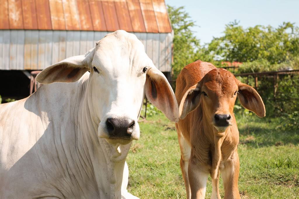 Moores Fish Farm | restaurant | 25353 S 4230 Rd, Inola, OK 74036, USA | 9183414194 OR +1 918-341-4194