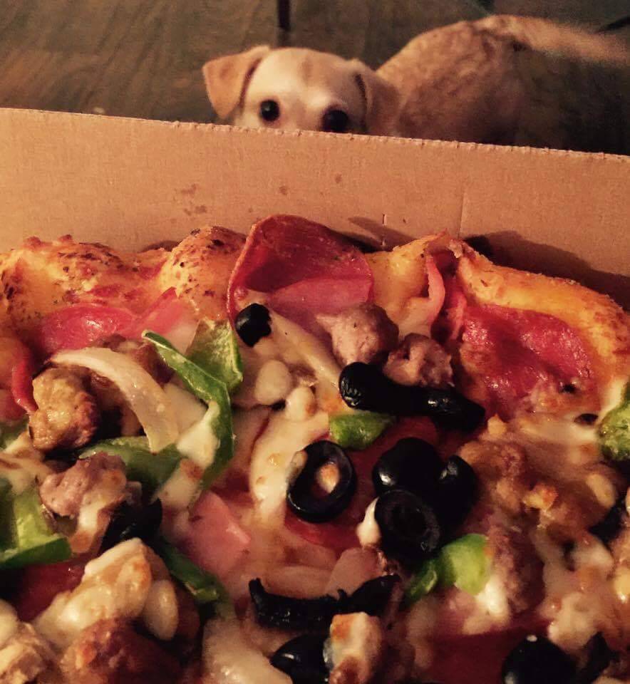 Dominos Pizza | meal delivery | 8309 Martinsburg Pike, Shepherdstown, WV 25443, USA | 3048762595 OR +1 304-876-2595