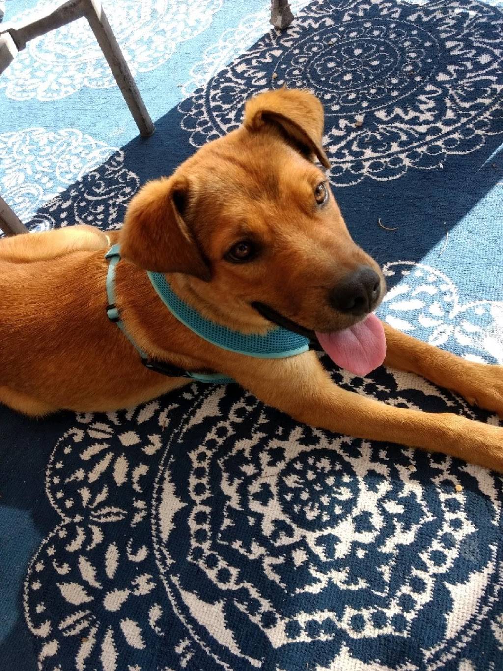 Robert coanepa | restaurant | 6438 Spear St, San Diego, CA 92120, USA | 6195826350 OR +1 619-582-6350