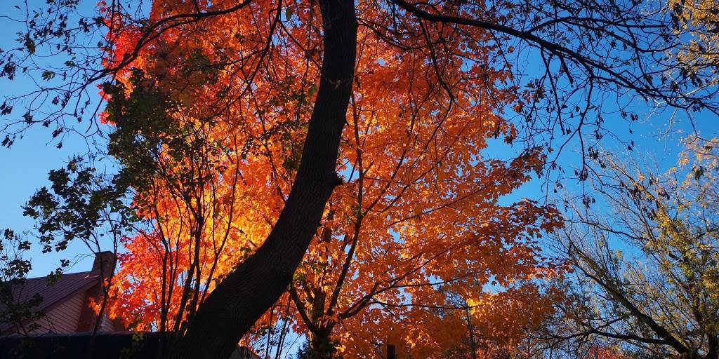 Patate St-Pierre | restaurant | 609 Rue Laviolette, Saint-Jérôme, QC J7Y 2V4, Canada | 4504326363 OR +1 450-432-6363