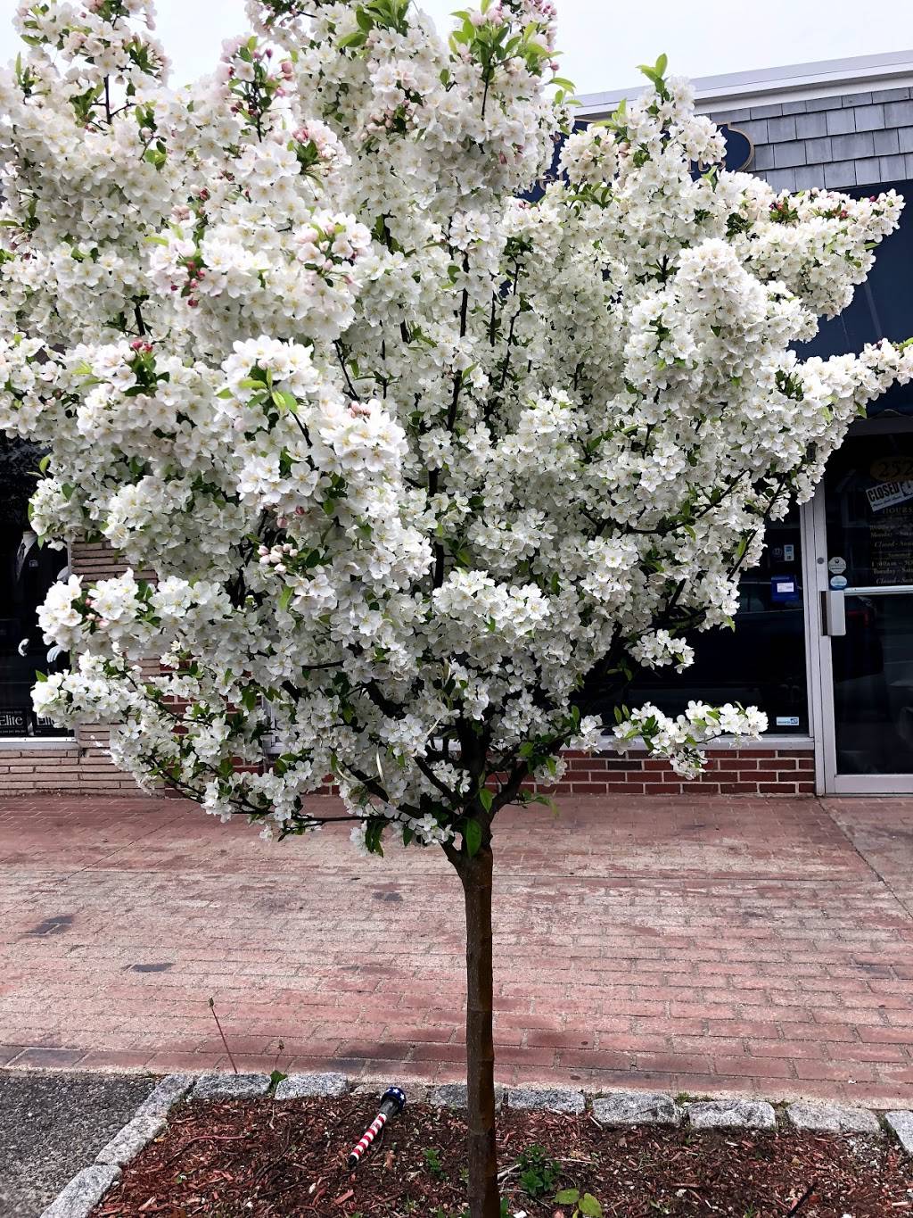 Saybrook Pizza & Restaurant | restaurant | 1550 Boston Post Rd, Old Saybrook, CT 06475, USA | 8603395028 OR +1 860-339-5028