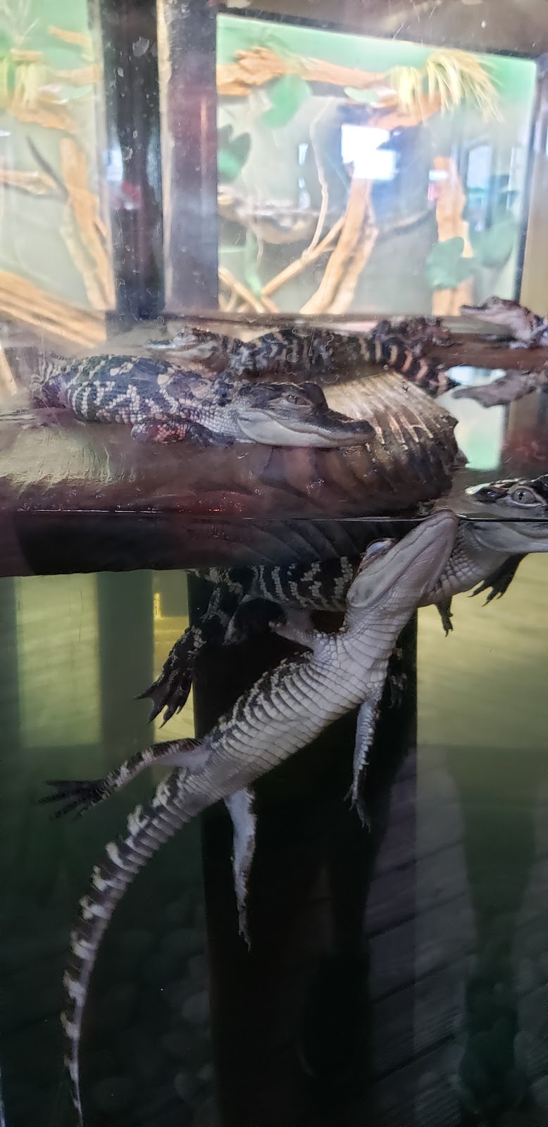 Fudpuckers | restaurant | 20001 Emerald Coast Pkwy, Destin, FL 32541, USA | 2816526123 OR +1 281-652-6123